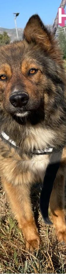 Hope – Mischling, Weibchen, 2 Jahre 1 Monat, 64653 Lorsch – Foto 25