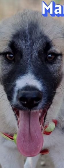 Manolis – Hirtenhund, Männchen, 3 Monate, Griechenland – Foto 1
