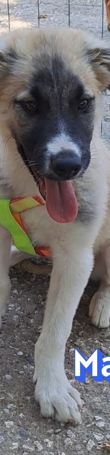 Manolis – Hirtenhund, Männchen, 3 Monate, Griechenland – Foto 2
