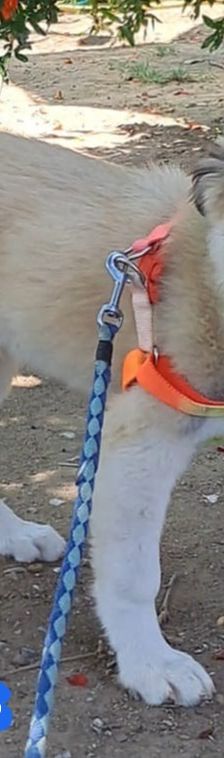 Manolis – Hirtenhund, Männchen, 3 Monate, Griechenland – Foto 3