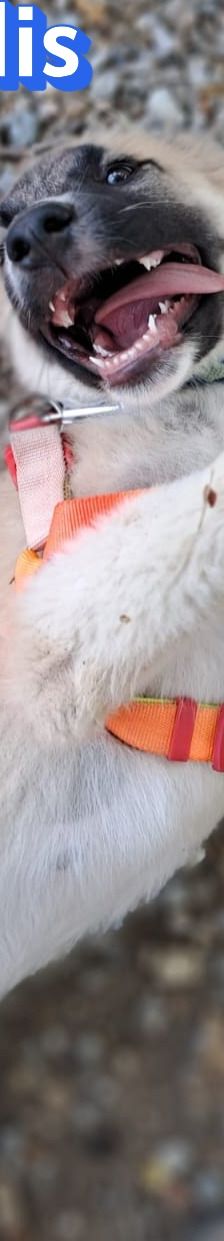 Manolis – Hirtenhund, Männchen, 3 Monate, Griechenland – Foto 4