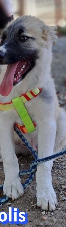 Manolis – Hirtenhund, Männchen, 3 Monate, Griechenland – Foto 5
