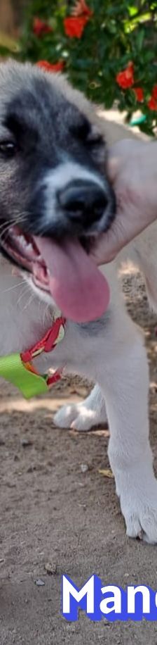 Manolis – Hirtenhund, Männchen, 3 Monate, Griechenland – Foto 6