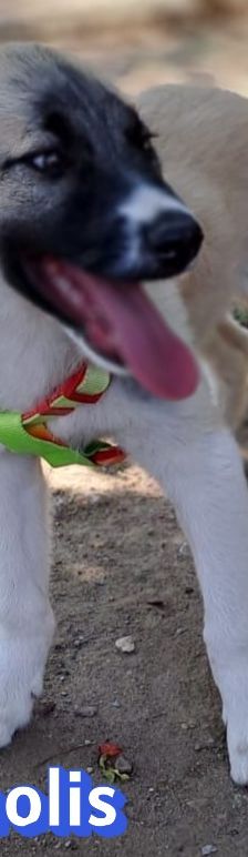 Manolis – Hirtenhund, Männchen, 3 Monate, Griechenland – Foto 7