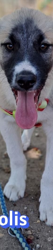 Manolis – Hirtenhund, Männchen, 3 Monate, Griechenland – Foto 9