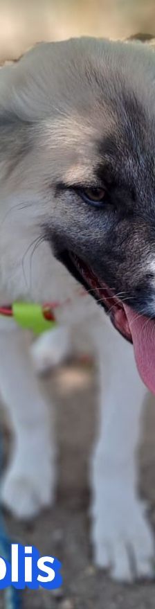 Manolis – Hirtenhund, Männchen, 3 Monate, Griechenland – Foto 10