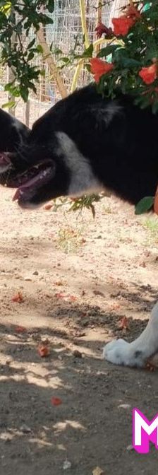 Manolis – Hirtenhund, Männchen, 3 Monate, Griechenland – Foto 11