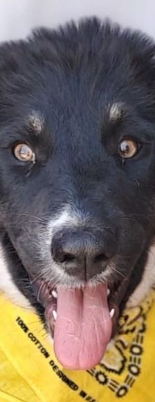 Mira – Hirtenhund, Weibchen, 3 Monate, Griechenland – Foto 1