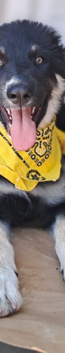 Mira – Hirtenhund, Weibchen, 3 Monate, Griechenland – Foto 2