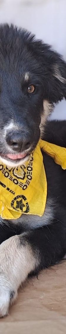 Mira – Hirtenhund, Weibchen, 3 Monate, Griechenland – Foto 3