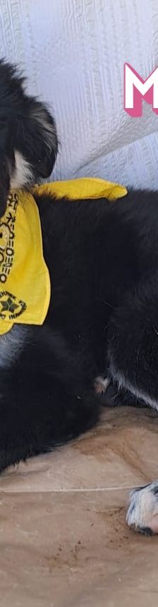 Mira – Hirtenhund, Weibchen, 3 Monate, Griechenland – Foto 4
