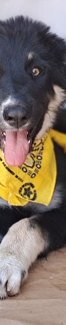 Mira – Hirtenhund, Weibchen, 3 Monate, Griechenland – Foto 5