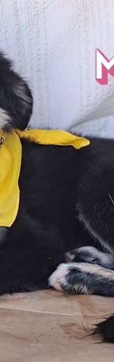 Mira – Hirtenhund, Weibchen, 3 Monate, Griechenland – Foto 6