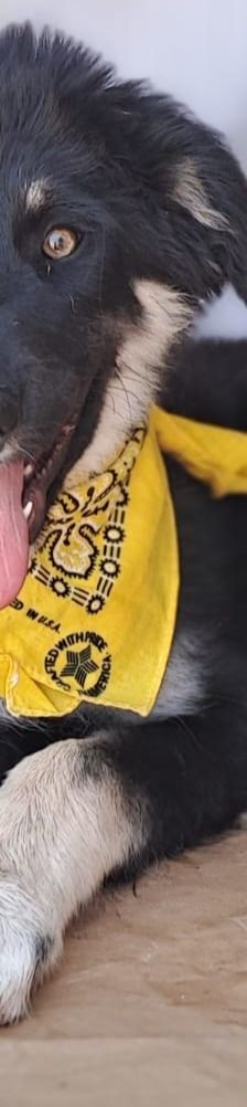 Mira – Hirtenhund, Weibchen, 3 Monate, Griechenland – Foto 7
