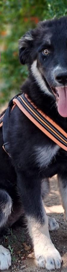 Mira – Hirtenhund, Weibchen, 3 Monate, Griechenland – Foto 8