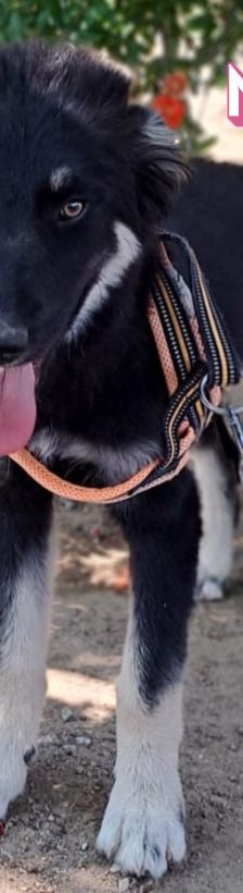 Mira – Hirtenhund, Weibchen, 3 Monate, Griechenland – Foto 9