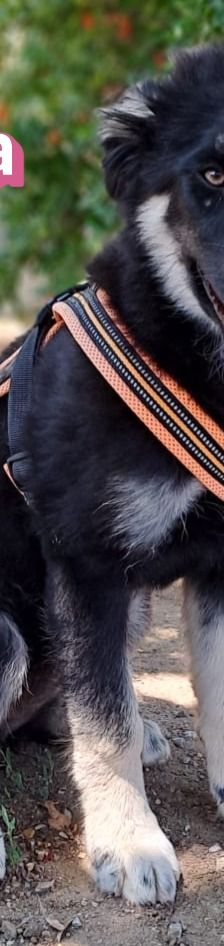 Mira – Hirtenhund, Weibchen, 3 Monate, Griechenland – Foto 10