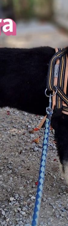 Mira – Hirtenhund, Weibchen, 3 Monate, Griechenland – Foto 11