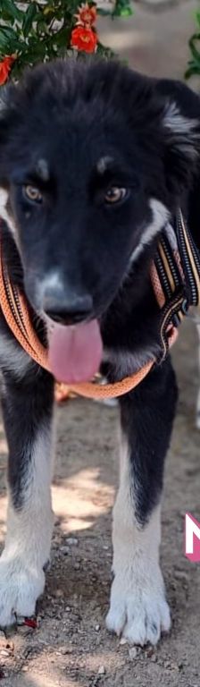 Mira – Hirtenhund, Weibchen, 3 Monate, Griechenland – Foto 12