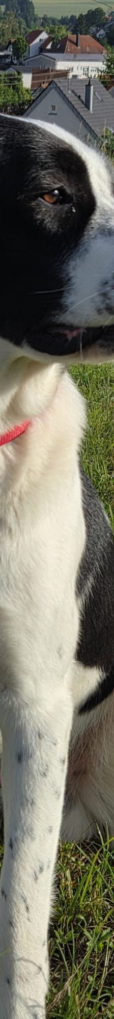 Sammy – Mischling, Männchen, 1 Jahr 1 Monat, 66646 Marpingen – Foto 10