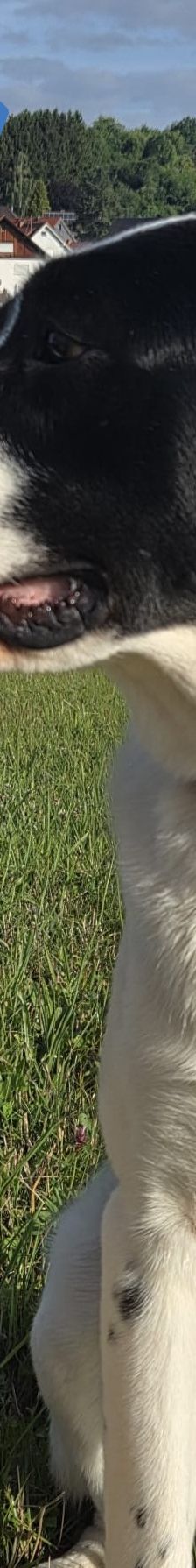 Sammy – Mischling, Männchen, 1 Jahr 1 Monat, 66646 Marpingen – Foto 11