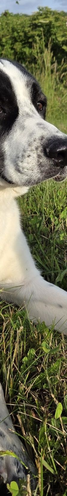 Sammy – Mischling, Männchen, 1 Jahr 1 Monat, 66646 Marpingen – Foto 12