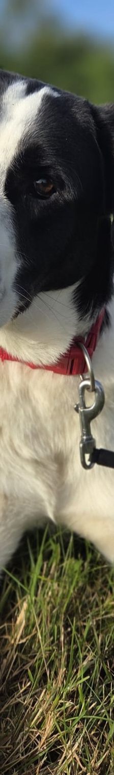 Sammy – Mischling, Männchen, 1 Jahr 1 Monat, 66646 Marpingen – Foto 13