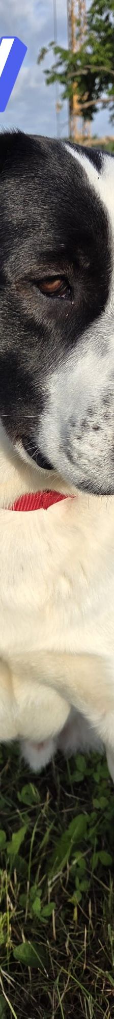 Sammy – Mischling, Männchen, 1 Jahr 1 Monat, 66646 Marpingen – Foto 14