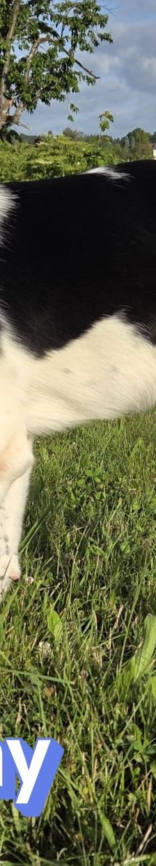 Sammy – Mischling, Männchen, 1 Jahr 1 Monat, 66646 Marpingen – Foto 15