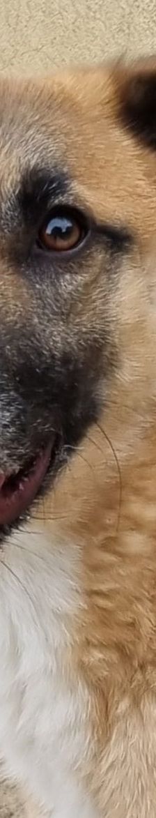 Benny – Mischling, Männchen, 2 Jahre 11 Monate, Griechenland – Foto 1