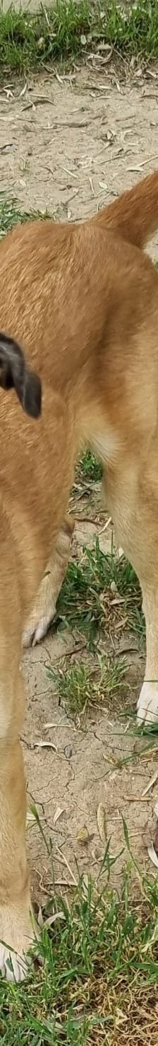 Benny – Mischling, Männchen, 2 Jahre 11 Monate, Griechenland – Foto 2
