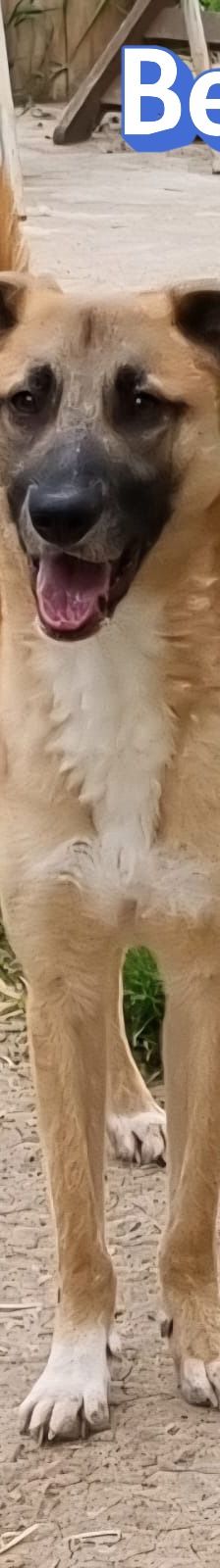 Benny – Mischling, Männchen, 2 Jahre 11 Monate, Griechenland – Foto 3