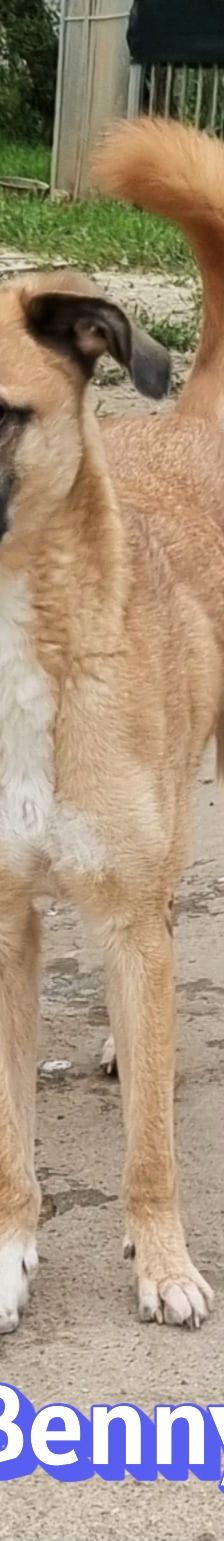 Benny – Mischling, Männchen, 2 Jahre 11 Monate, Griechenland – Foto 4