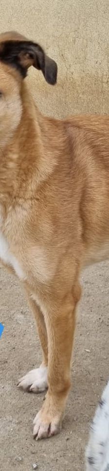 Benny – Mischling, Männchen, 2 Jahre 11 Monate, Griechenland – Foto 5