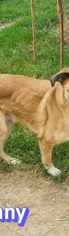 Benny – Mischling, Männchen, 2 Jahre 11 Monate, Griechenland – Foto 6