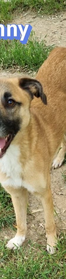 Benny – Mischling, Männchen, 2 Jahre 11 Monate, Griechenland – Foto 7