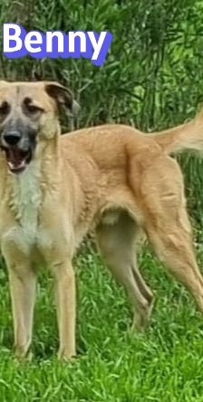 Benny – Mischling, Männchen, 2 Jahre 11 Monate, Griechenland – Foto 9