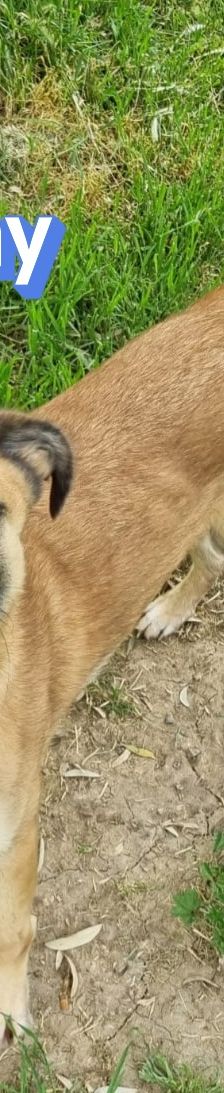 Benny – Mischling, Männchen, 2 Jahre 11 Monate, Griechenland – Foto 10