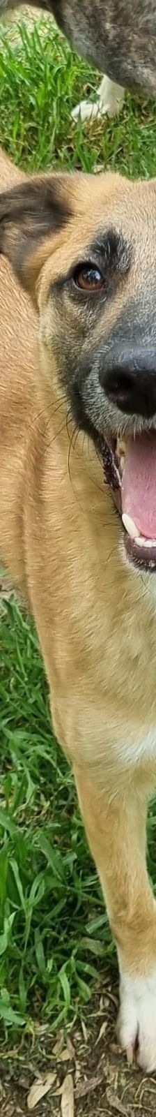 Benny – Mischling, Männchen, 2 Jahre 11 Monate, Griechenland – Foto 11