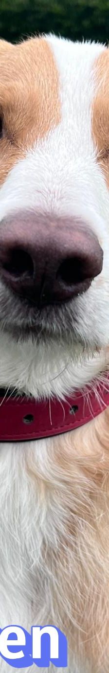 Beethoven – Mischling, Männchen, Alter unbekannt, 25364 Brande-Hörnerkirchen – Foto 4