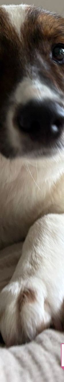 Peggy – Mischling, Weibchen, 7 Monate, 40723 Hilden – Foto 1