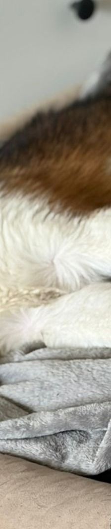 Peggy – Mischling, Weibchen, 7 Monate, 40723 Hilden – Foto 2