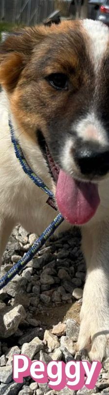 Peggy – Mischling, Weibchen, 7 Monate, 40723 Hilden – Foto 3
