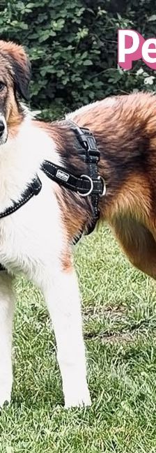 Peggy – Mischling, Weibchen, 7 Monate, 40723 Hilden – Foto 5