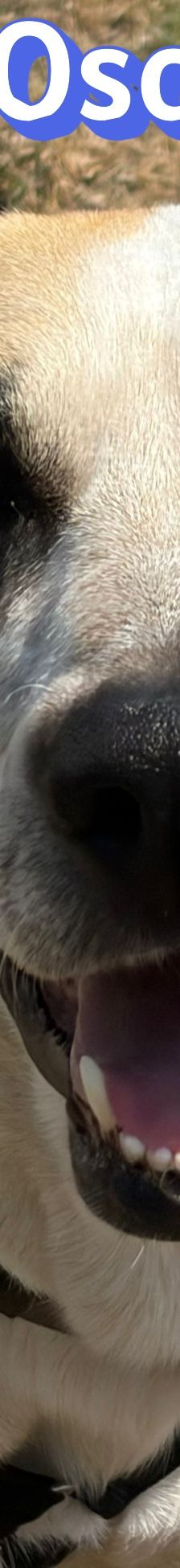 Oscar – griechischer Herdenschutz-Mix, Männchen, 5 Jahre 6 Monate, 63110 Rodgau – Foto 1