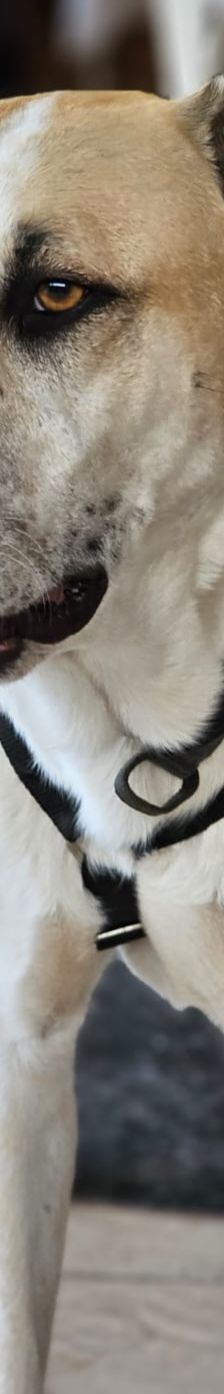 Oscar – griechischer Herdenschutz-Mix, Männchen, 5 Jahre 6 Monate, 63110 Rodgau – Foto 3