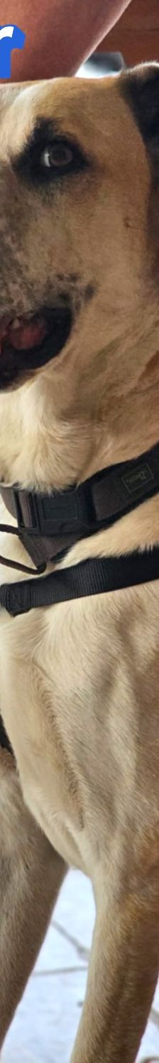 Oscar – griechischer Herdenschutz-Mix, Männchen, 5 Jahre 6 Monate, 63110 Rodgau – Foto 4