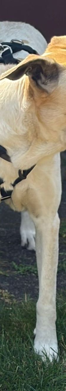 Oscar – griechischer Herdenschutz-Mix, Männchen, 5 Jahre 6 Monate, 63110 Rodgau – Foto 5