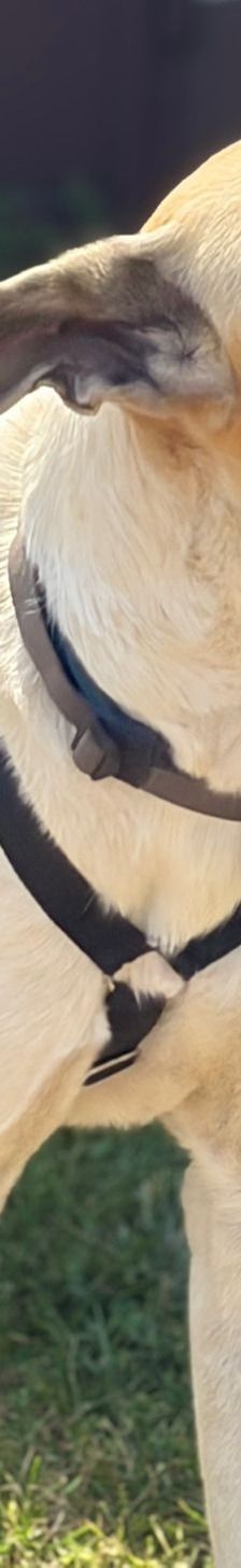 Oscar – griechischer Herdenschutz-Mix, Männchen, 5 Jahre 6 Monate, 63110 Rodgau – Foto 6