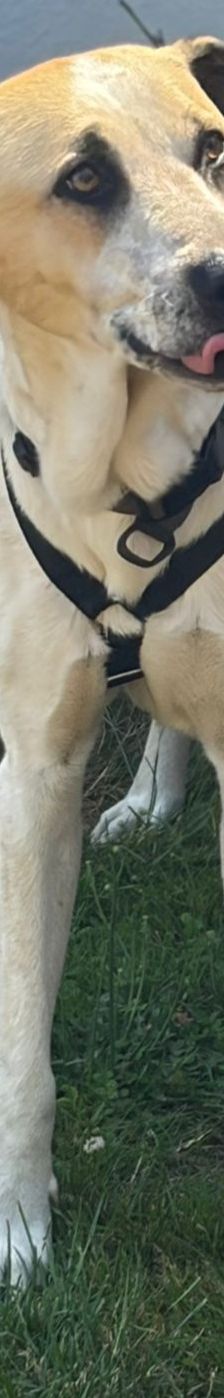 Oscar – griechischer Herdenschutz-Mix, Männchen, 5 Jahre 6 Monate, 63110 Rodgau – Foto 7